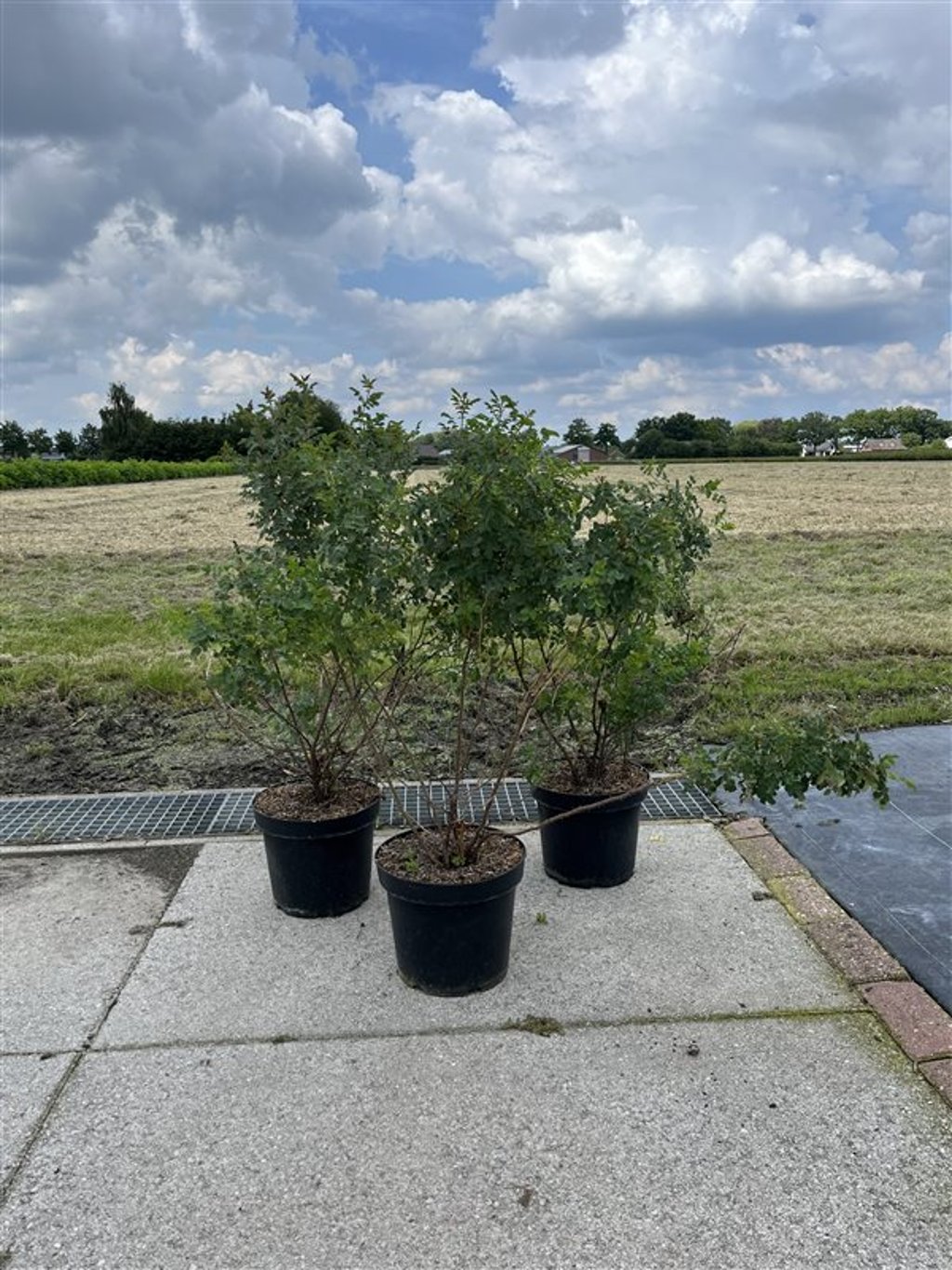 Rosa spinosissima - C7.5 40-60 CM